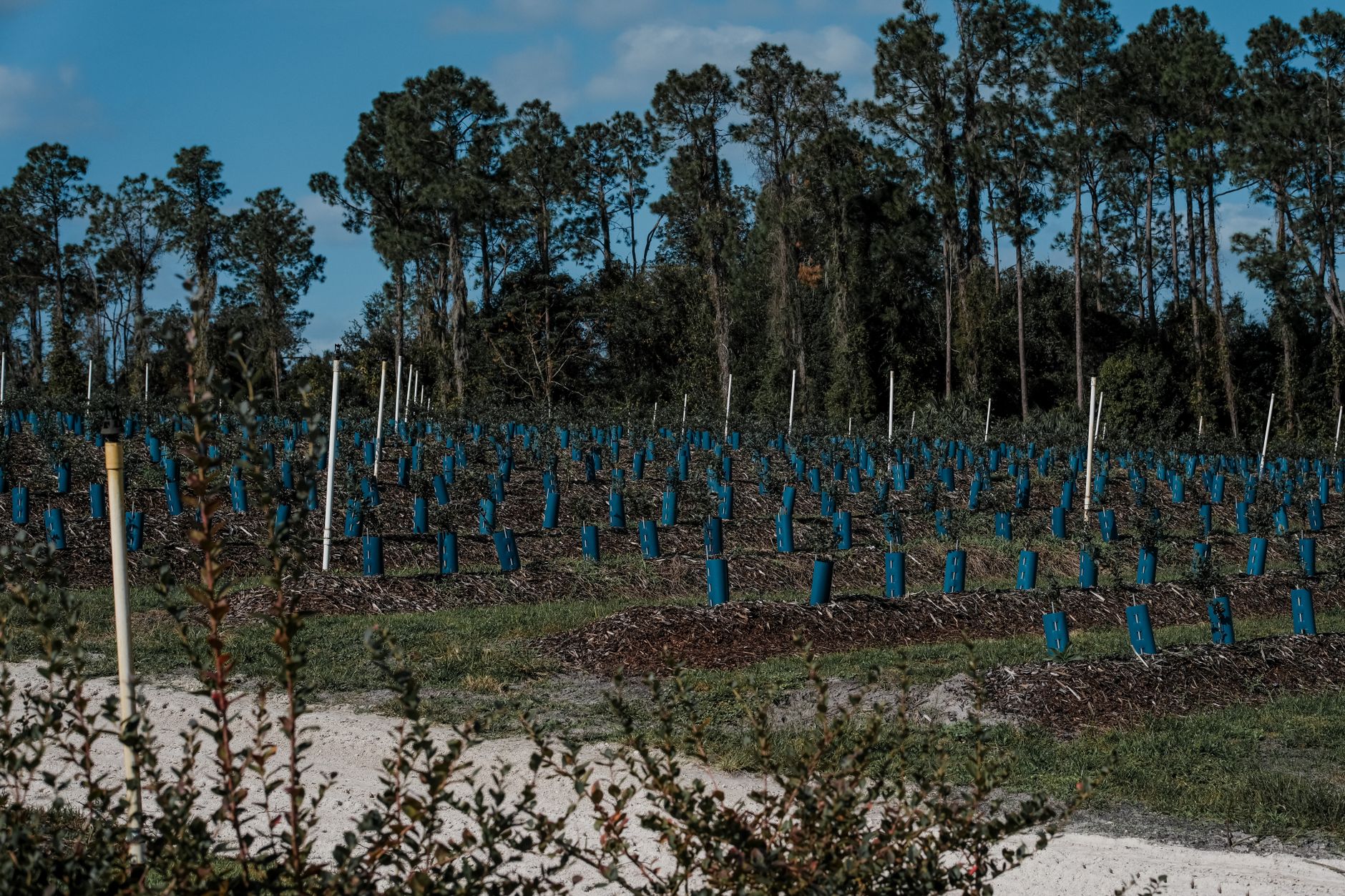Reforestation