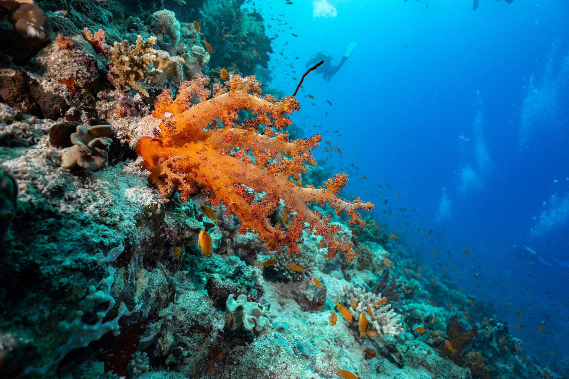Marine Biology