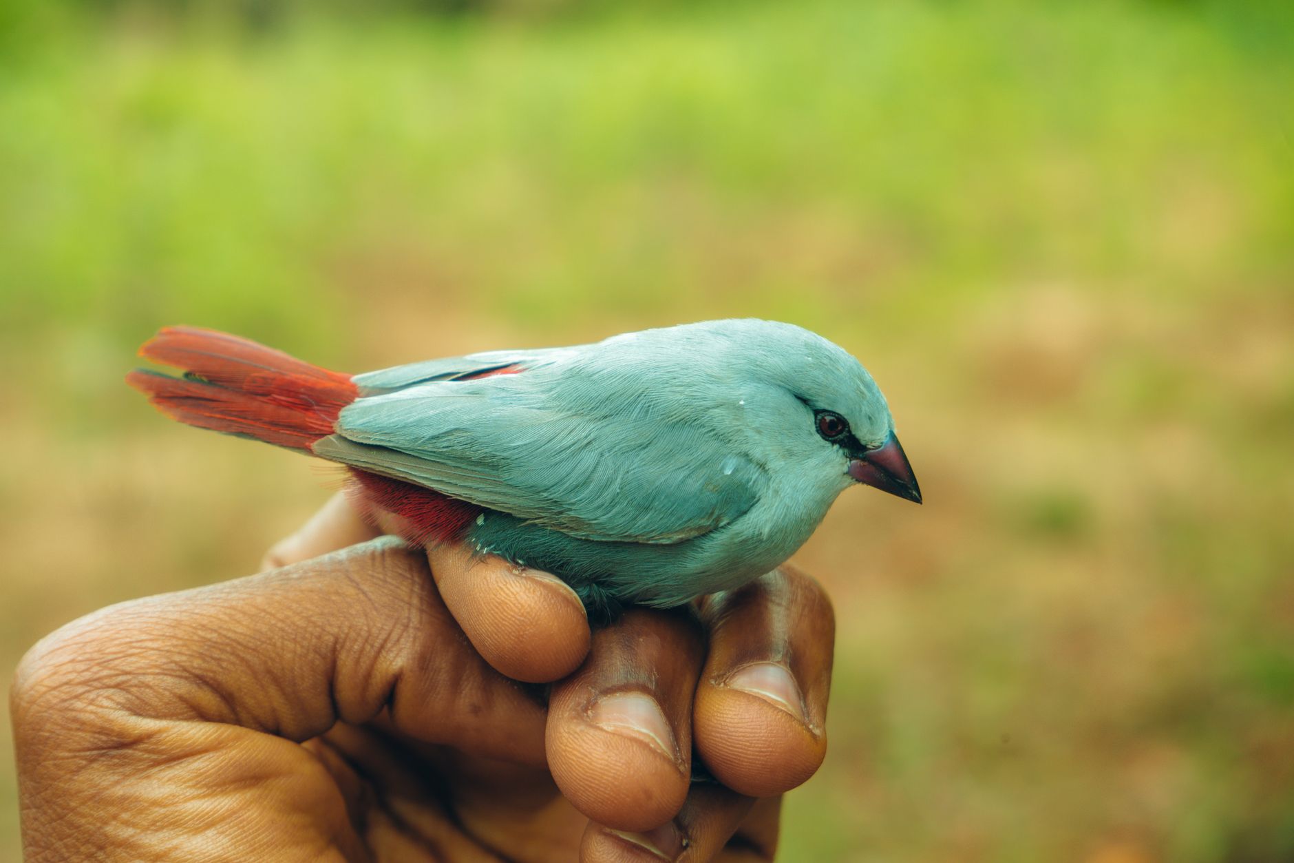 Conservation